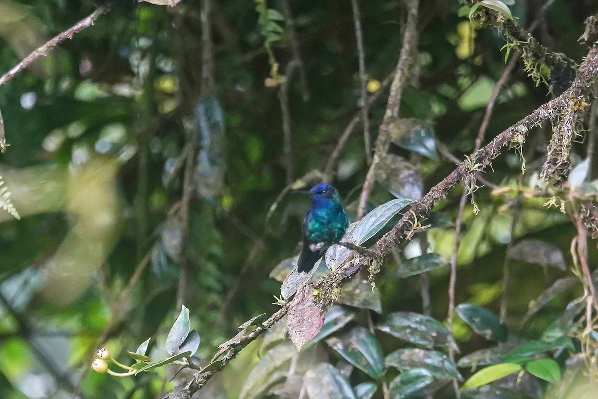Mavi Başlı Kolibri - ML615494189