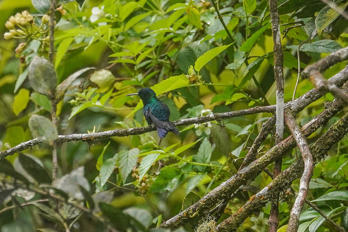 Blue-headed Hummingbird - ML615494190