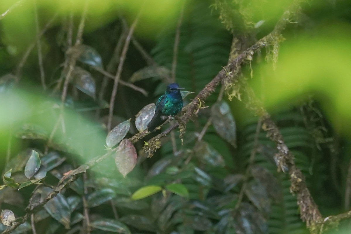 Blue-headed Hummingbird - ML615494195