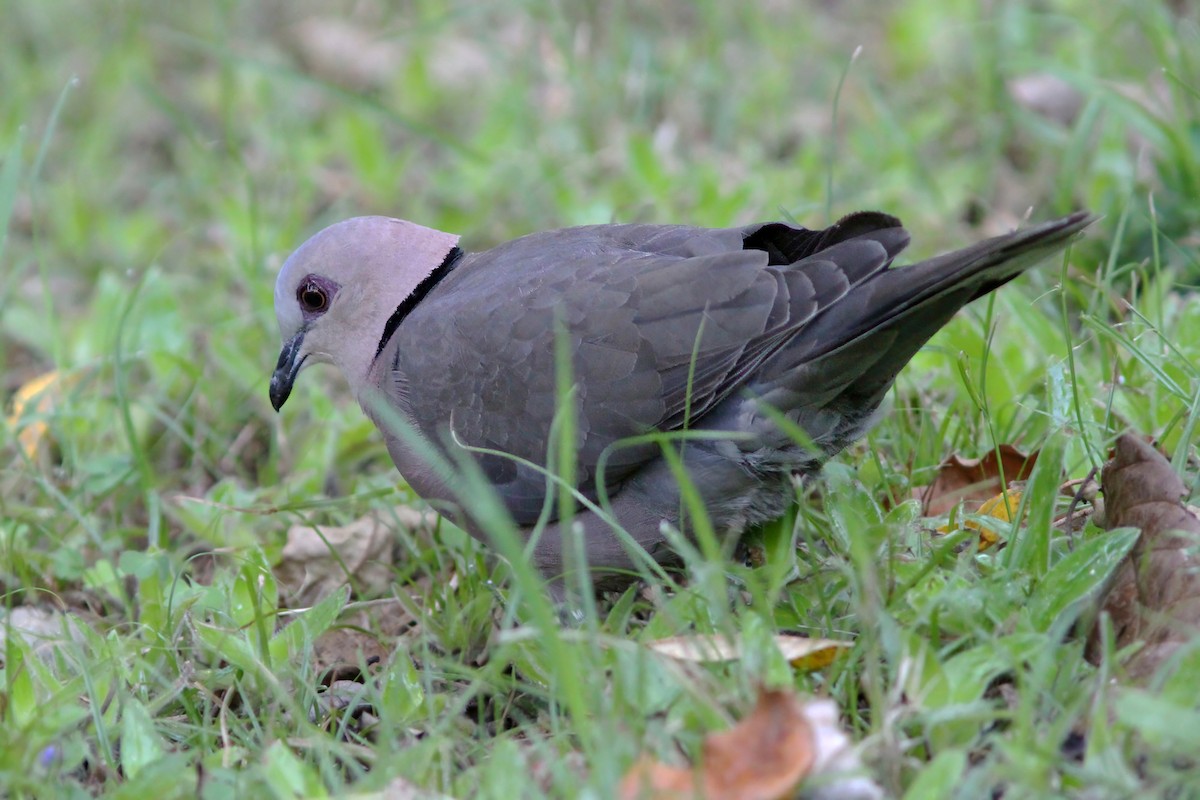 Red-eyed Dove - ML615494214