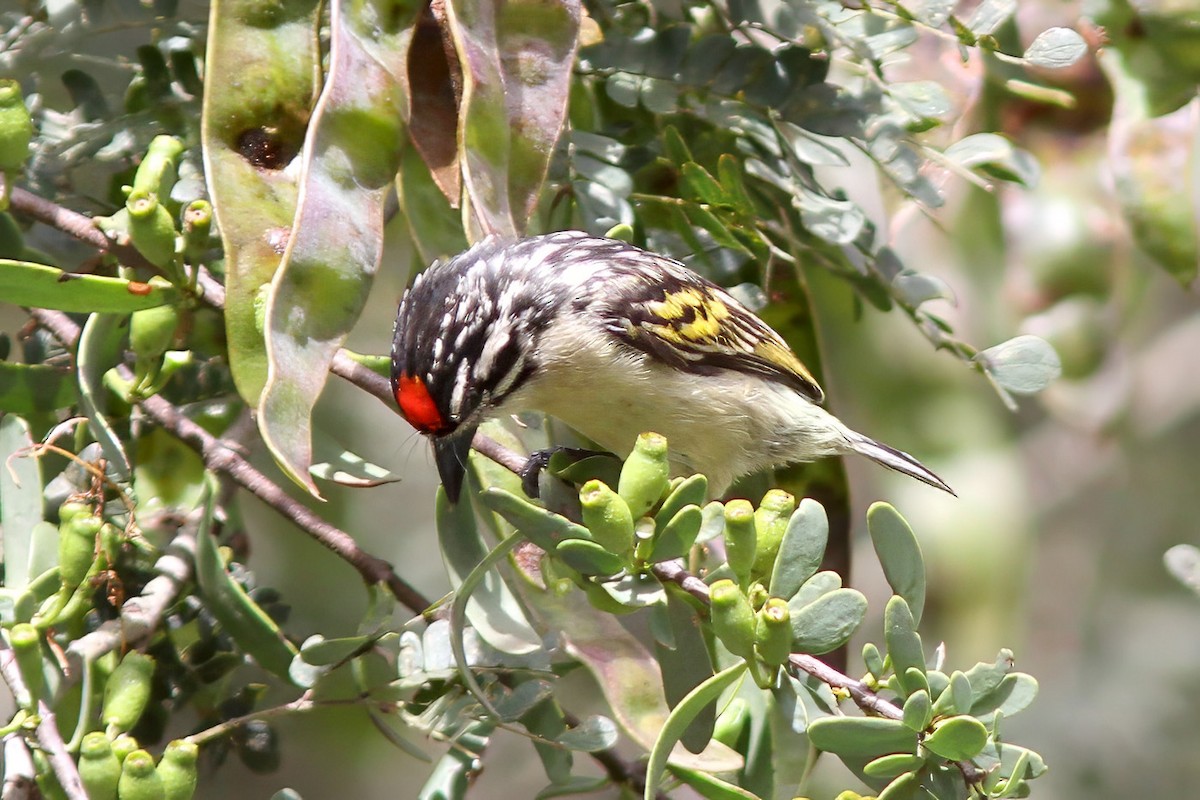 Red-fronted Tinkerbird - ML615494218