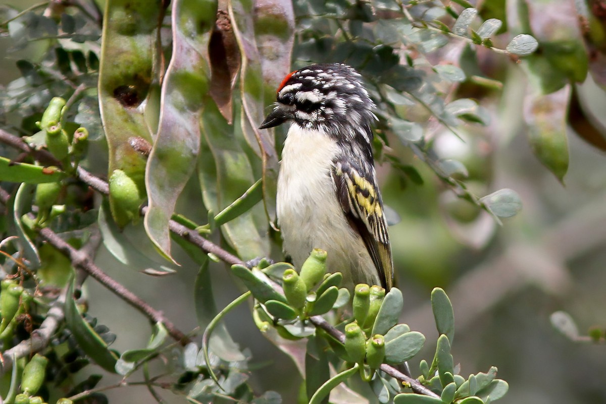Red-fronted Tinkerbird - ML615494219