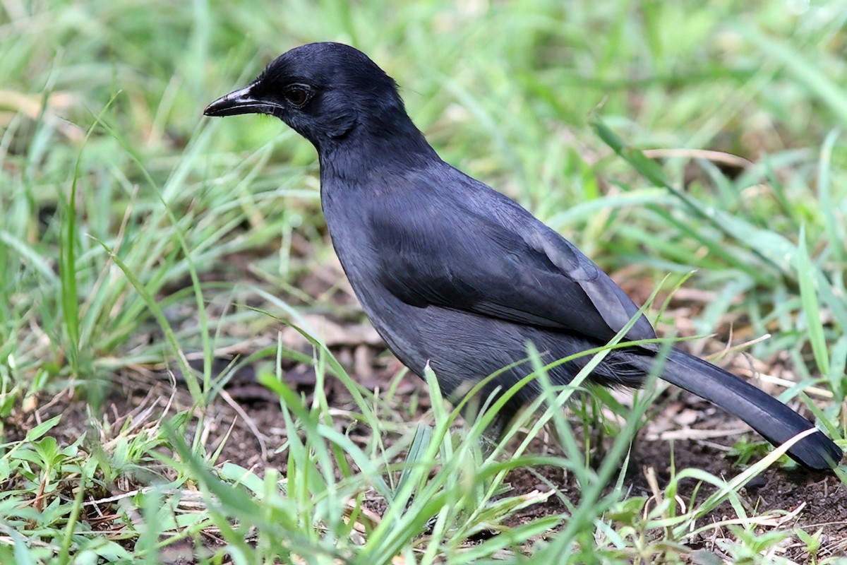 Slate-colored Boubou - Dave Curtis