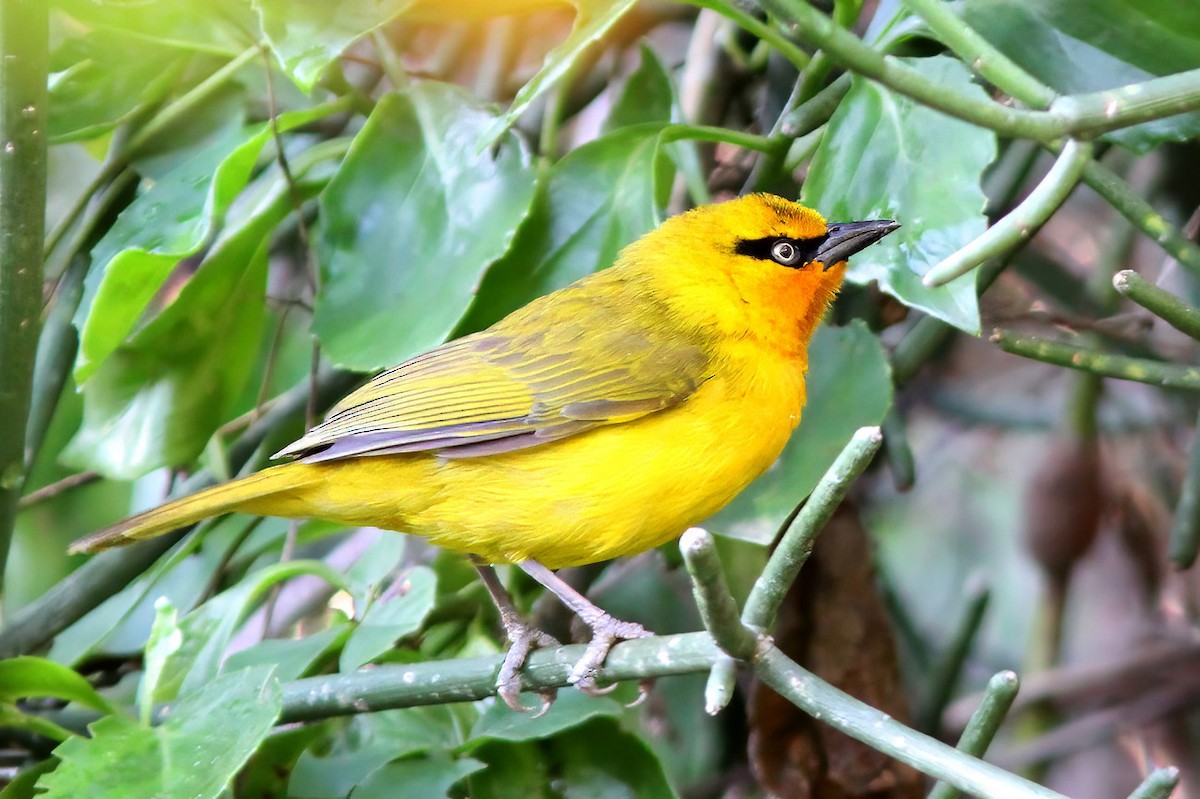 Spectacled Weaver - Dave Curtis