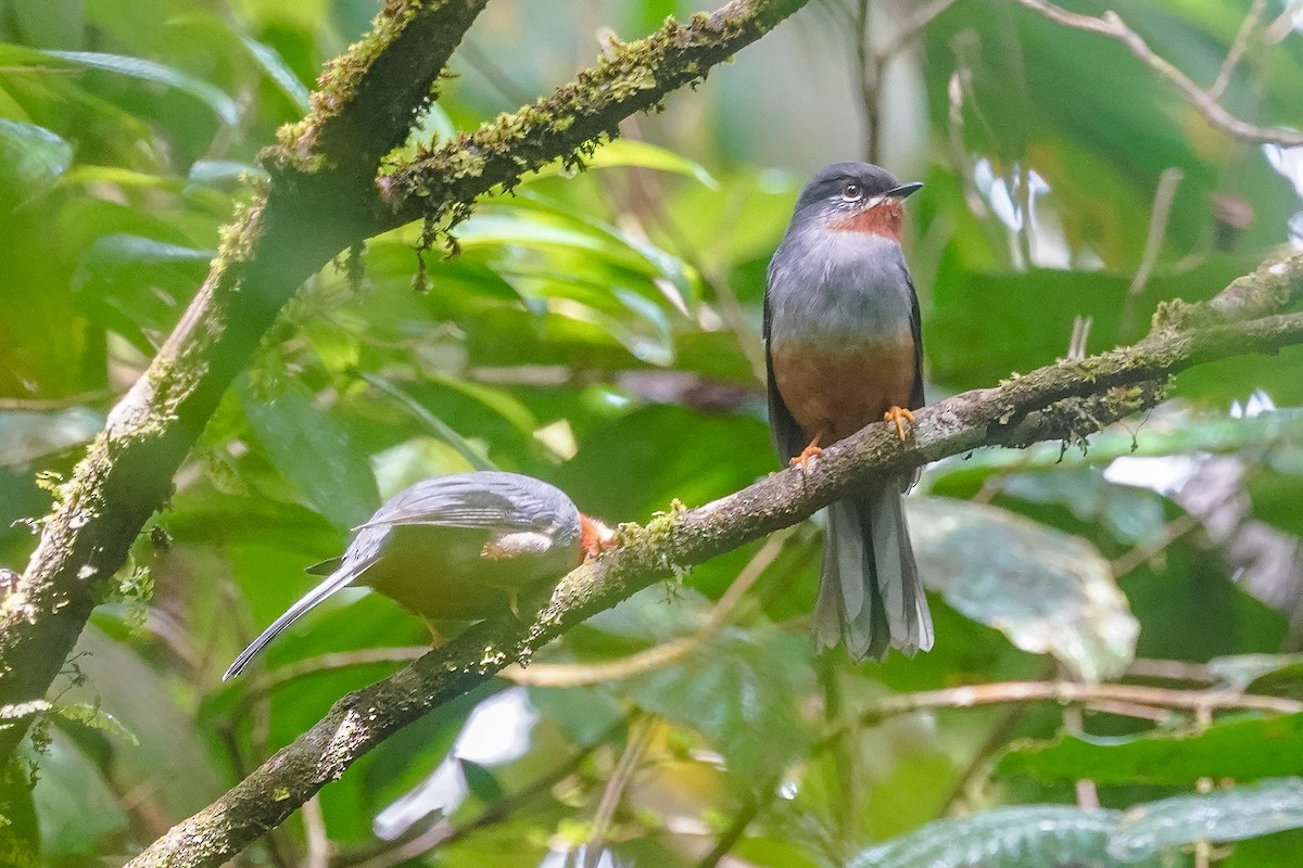 Rufous-throated Solitaire - ML615494243
