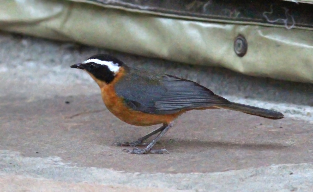 White-browed Robin-Chat - Dave Curtis