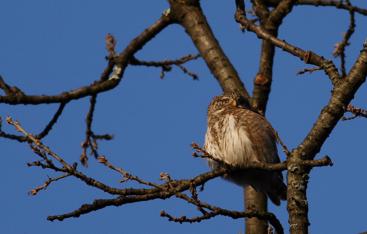 Eurasian Pygmy-Owl - Mészáros József