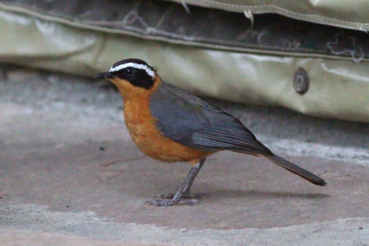 White-browed Robin-Chat - Dave Curtis