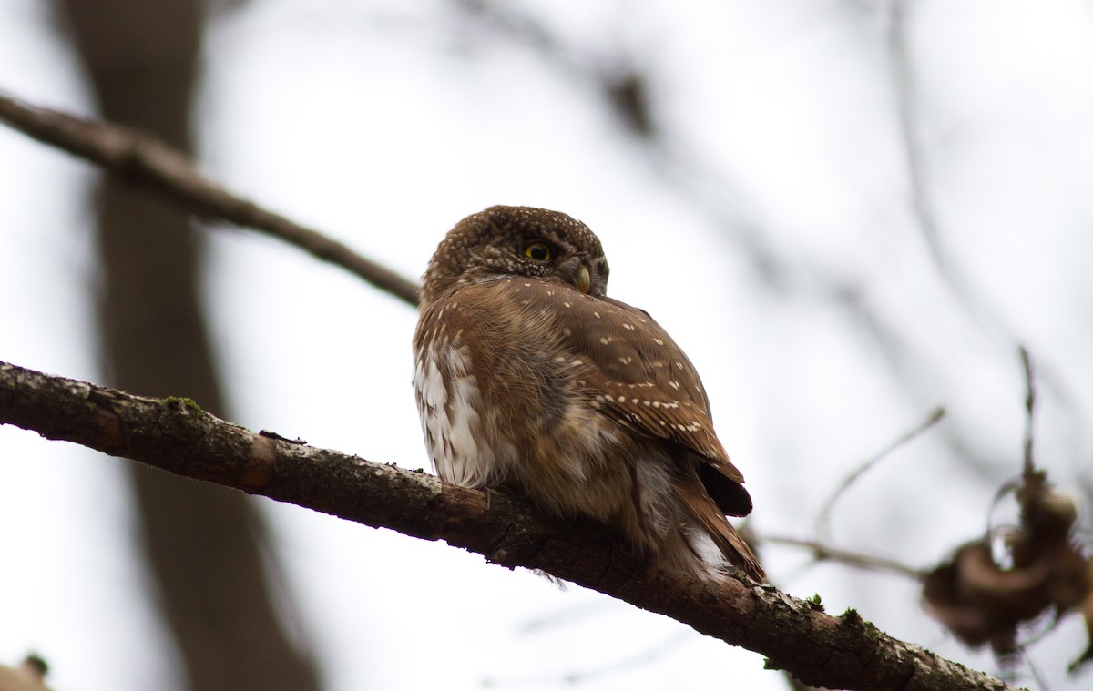 Eurasian Pygmy-Owl - ML615494268