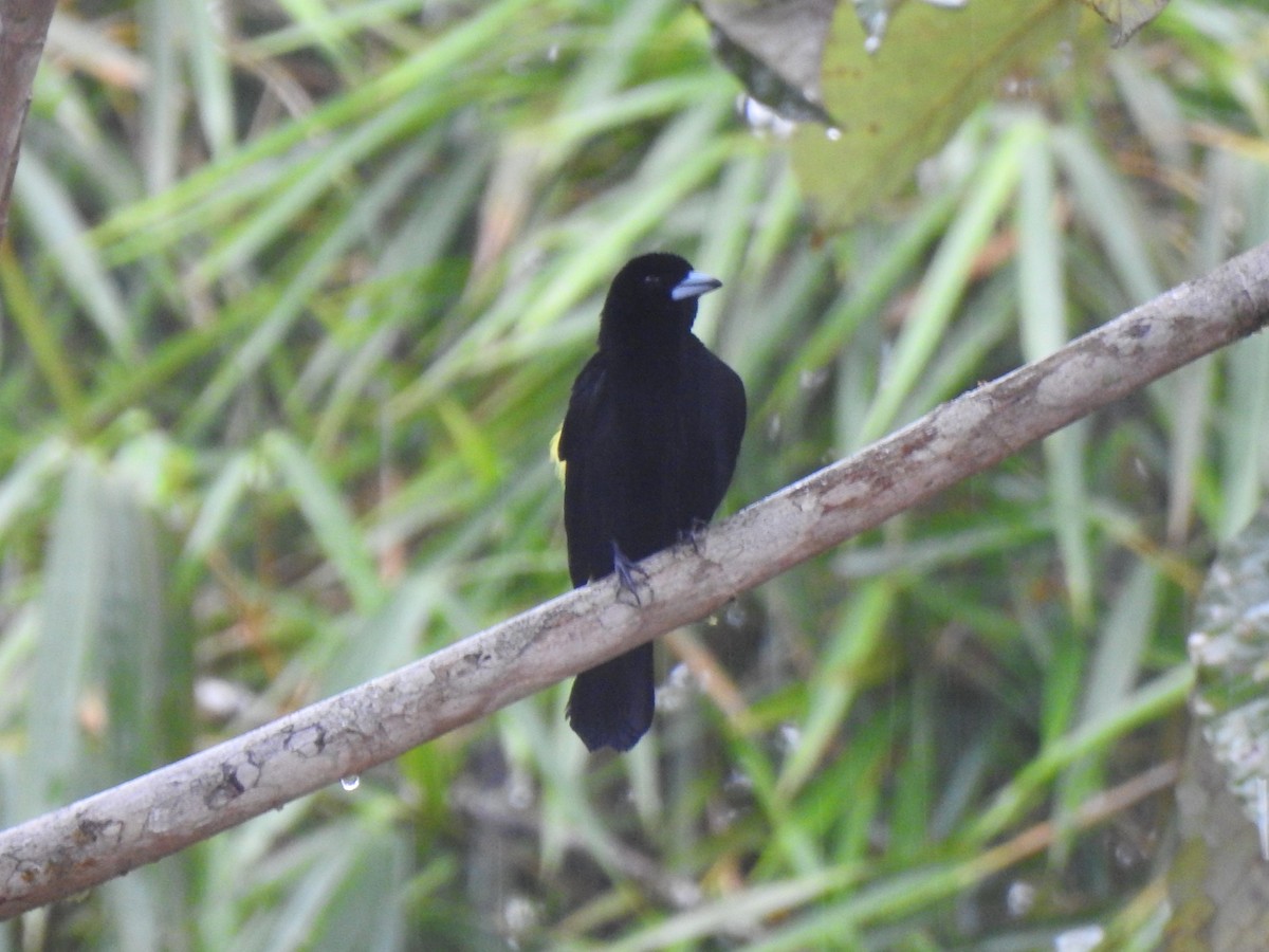 Flame-rumped Tanager - ML615494347