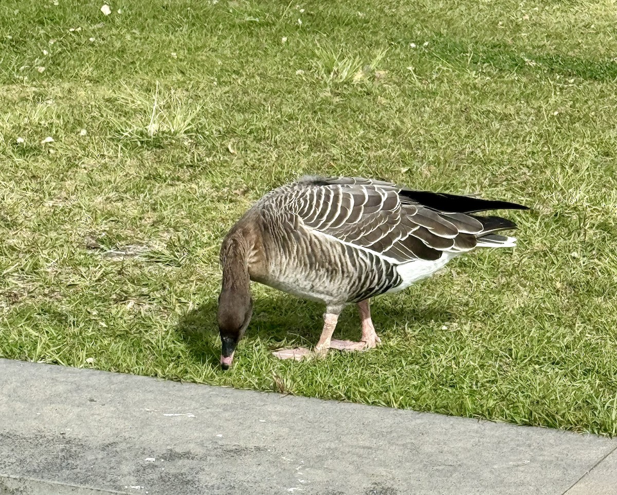 Pink-footed Goose - ML615494491