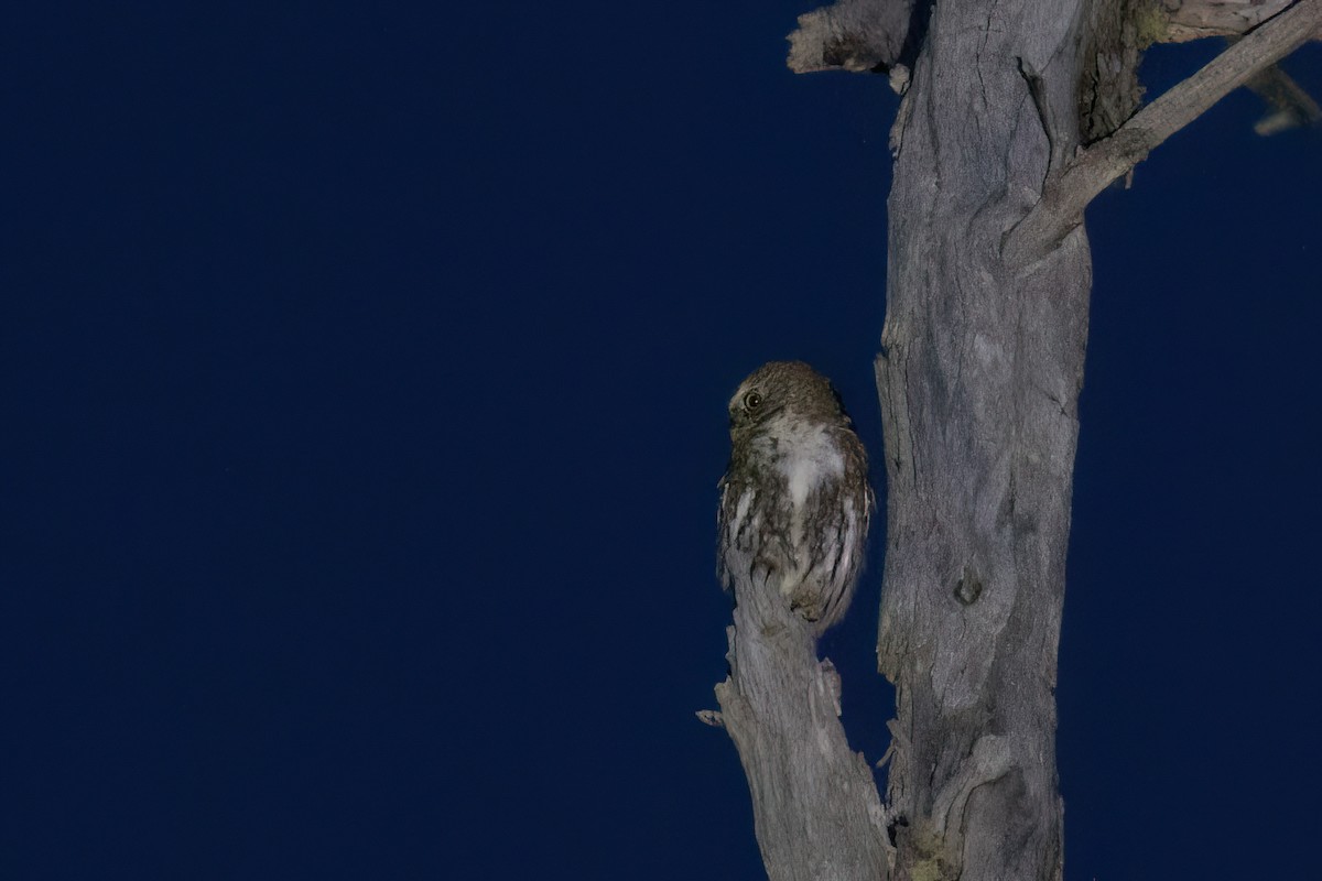 Austral Pygmy-Owl - ML615494596