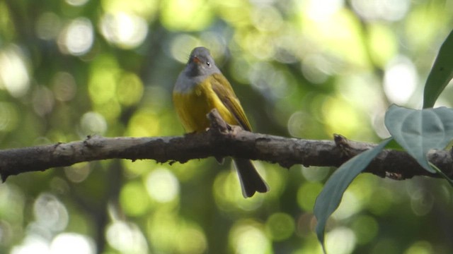 Gray-headed Canary-Flycatcher - ML615494649