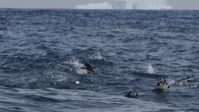 Антарктический пингвин - ML615494676