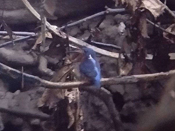 Blue-eared Kingfisher - ML615494857