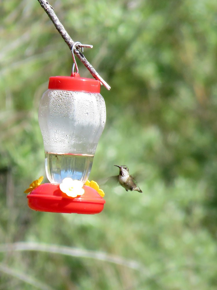 Calliope Hummingbird - ML61549491