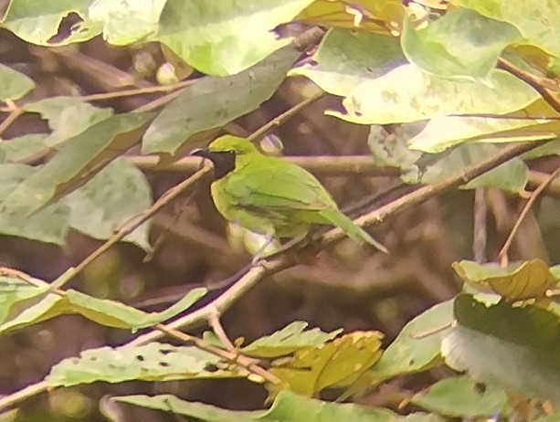 Lesser Green Leafbird - ML615494947