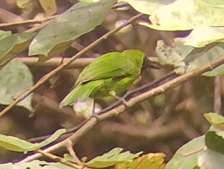 Lesser Green Leafbird - ML615494953