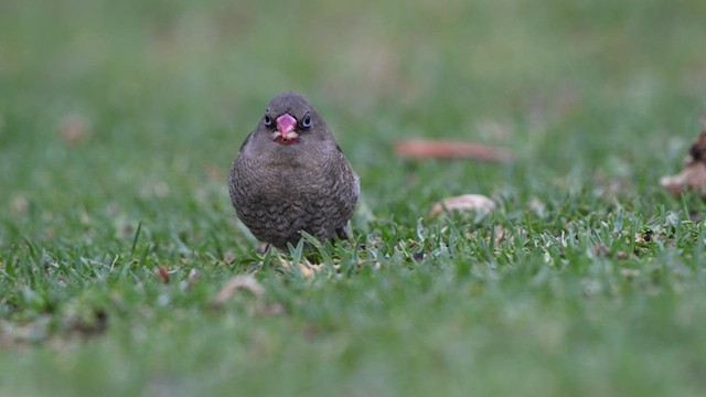 Red-eared Firetail - ML615495151