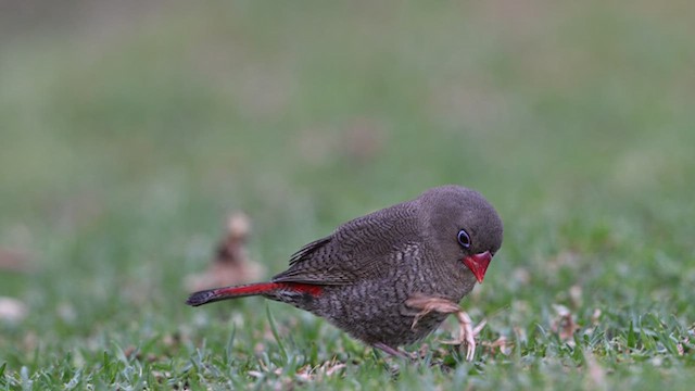 Red-eared Firetail - ML615495153