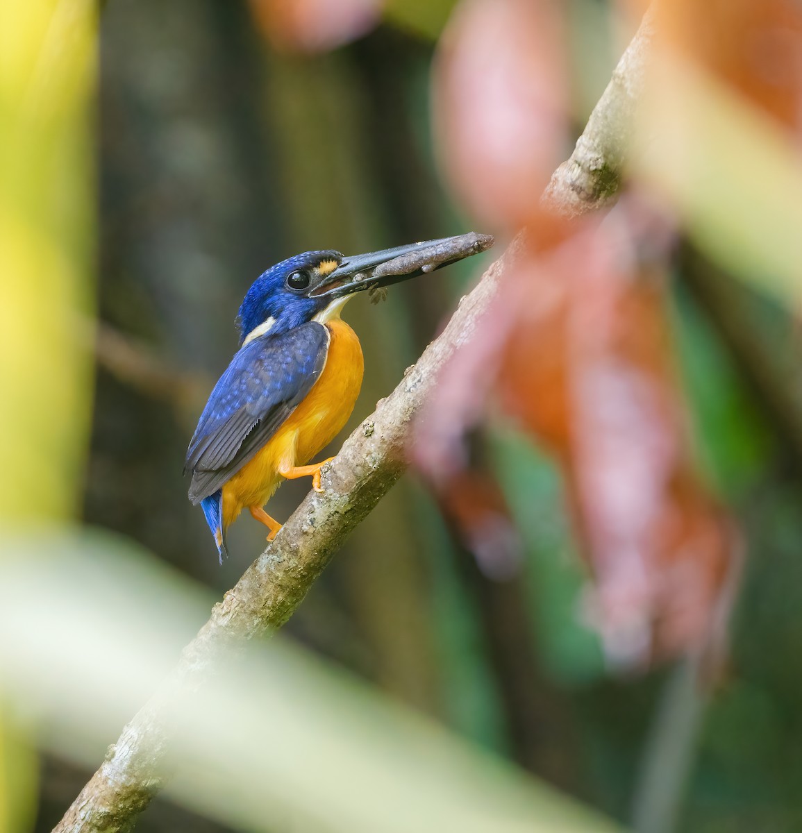 Papuan Dwarf-Kingfisher - Wilbur Goh