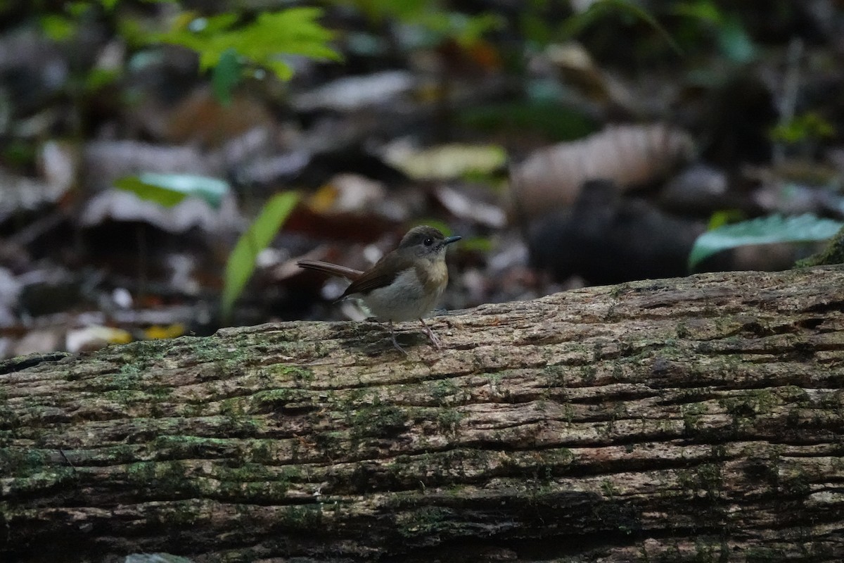Fulvous-chested Jungle Flycatcher - ML615495215