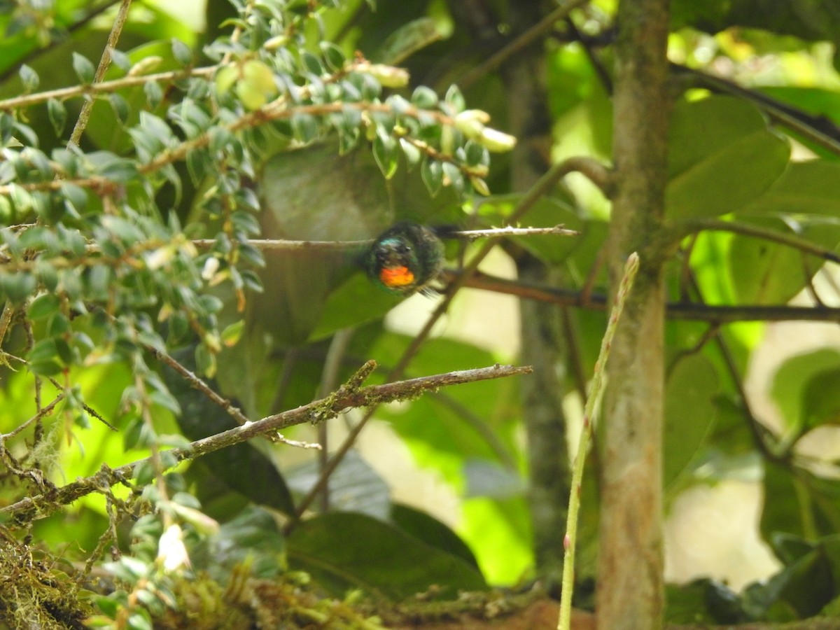 kolibřík drobný - ML615495375