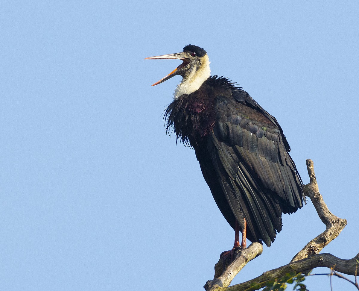Asian Woolly-necked Stork - ML615495564
