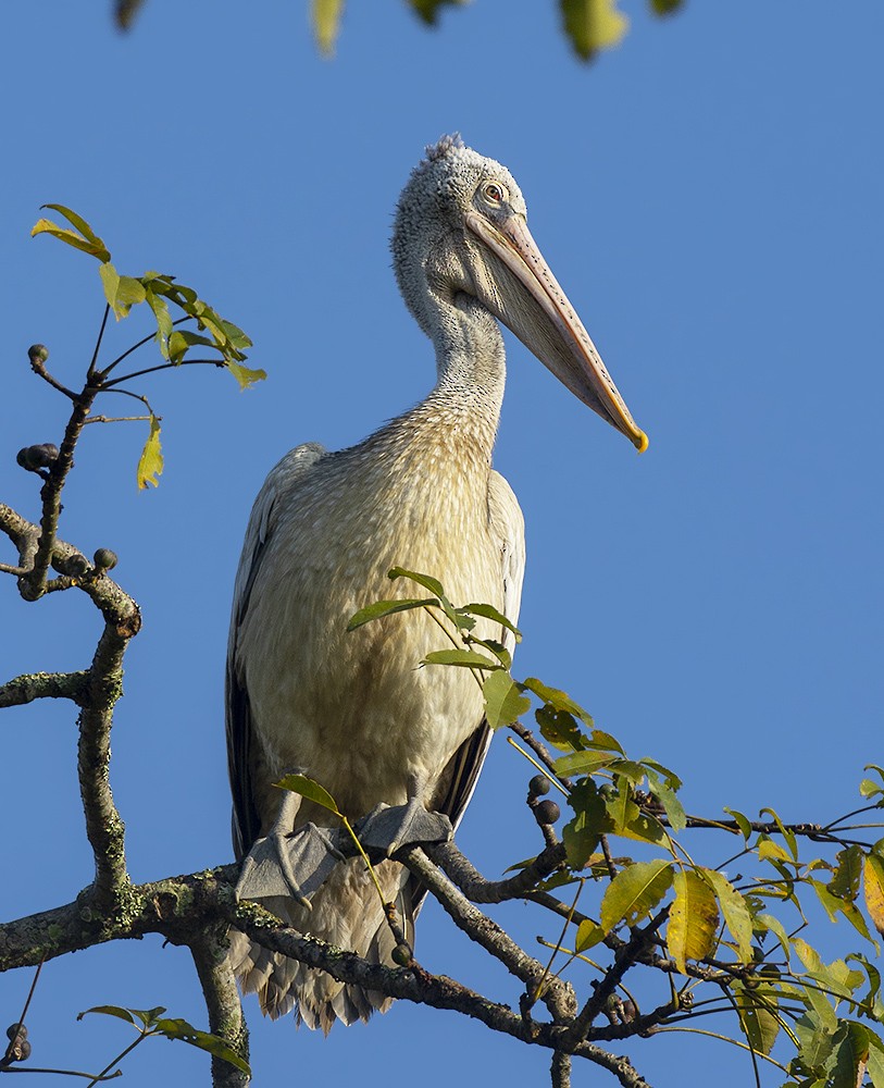Spot-billed Pelican - Rejaul Karim