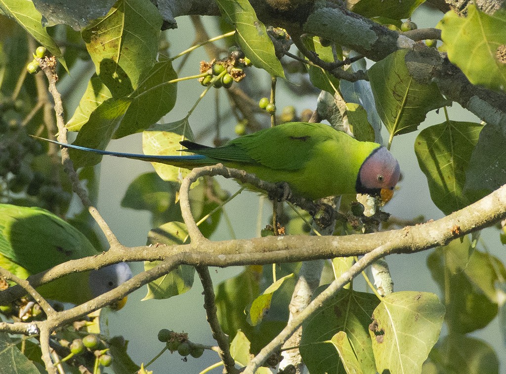 Blossom-headed Parakeet - ML615495571