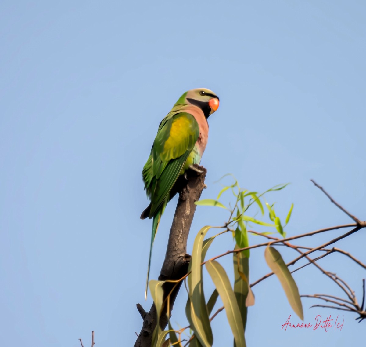 Red-breasted Parakeet - ML615495850