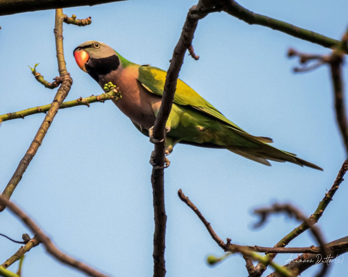 Red-breasted Parakeet - Arunava Dutta