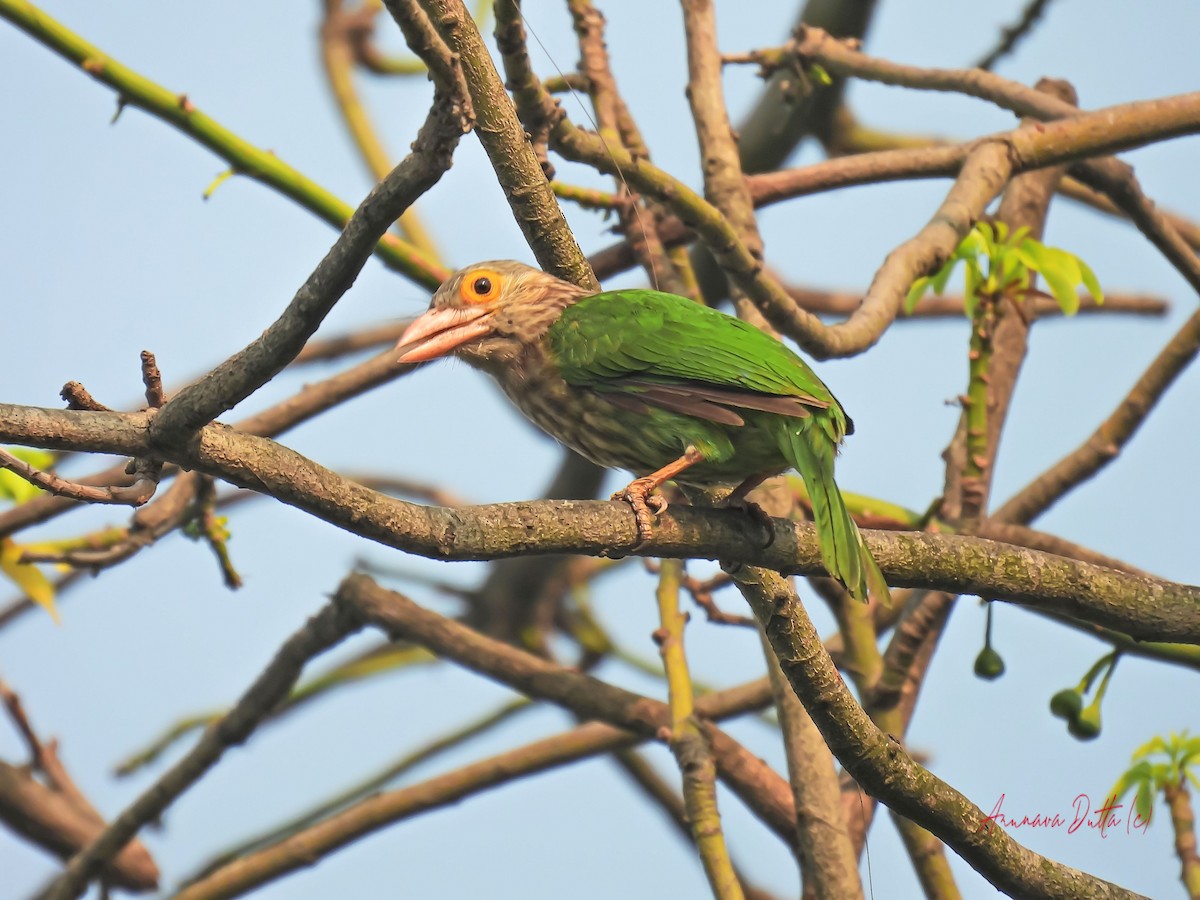 Lineated Barbet - ML615495864