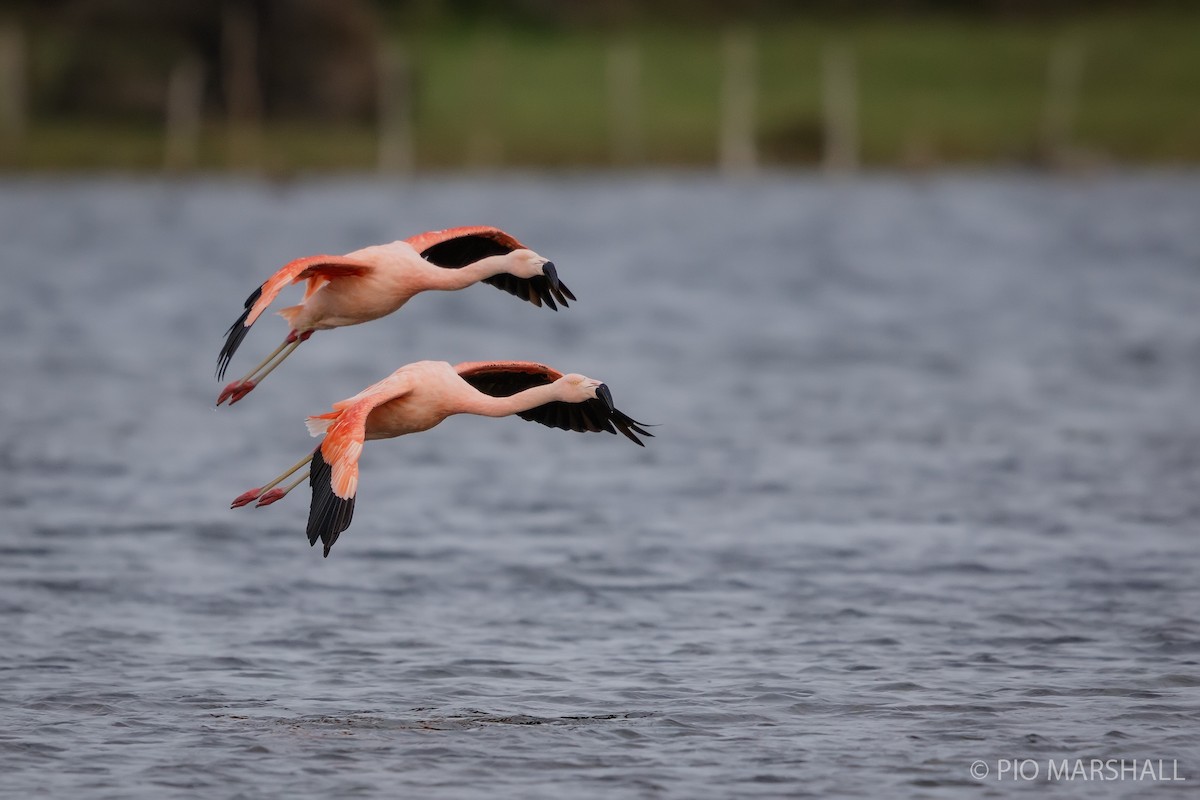 Şili Flamingosu - ML615495959