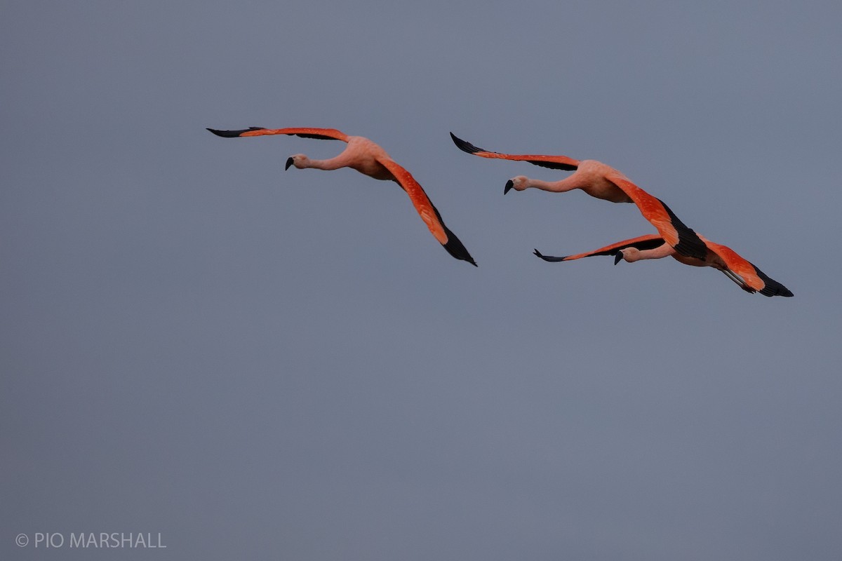 Chilean Flamingo - ML615495960