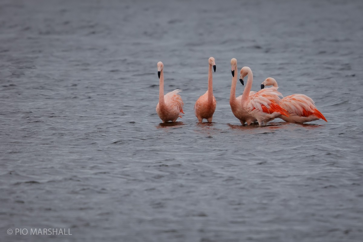 Şili Flamingosu - ML615495968