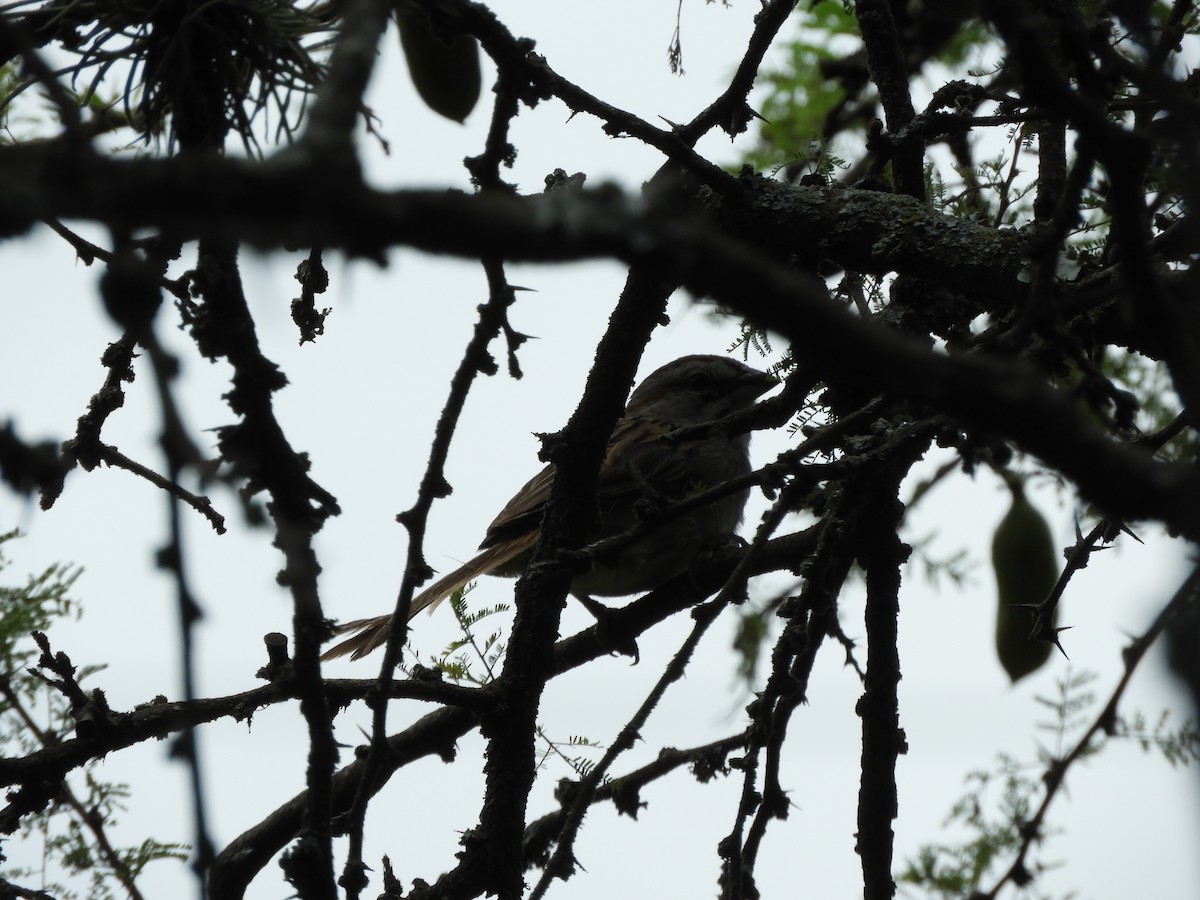Chaco Sparrow - inés otero