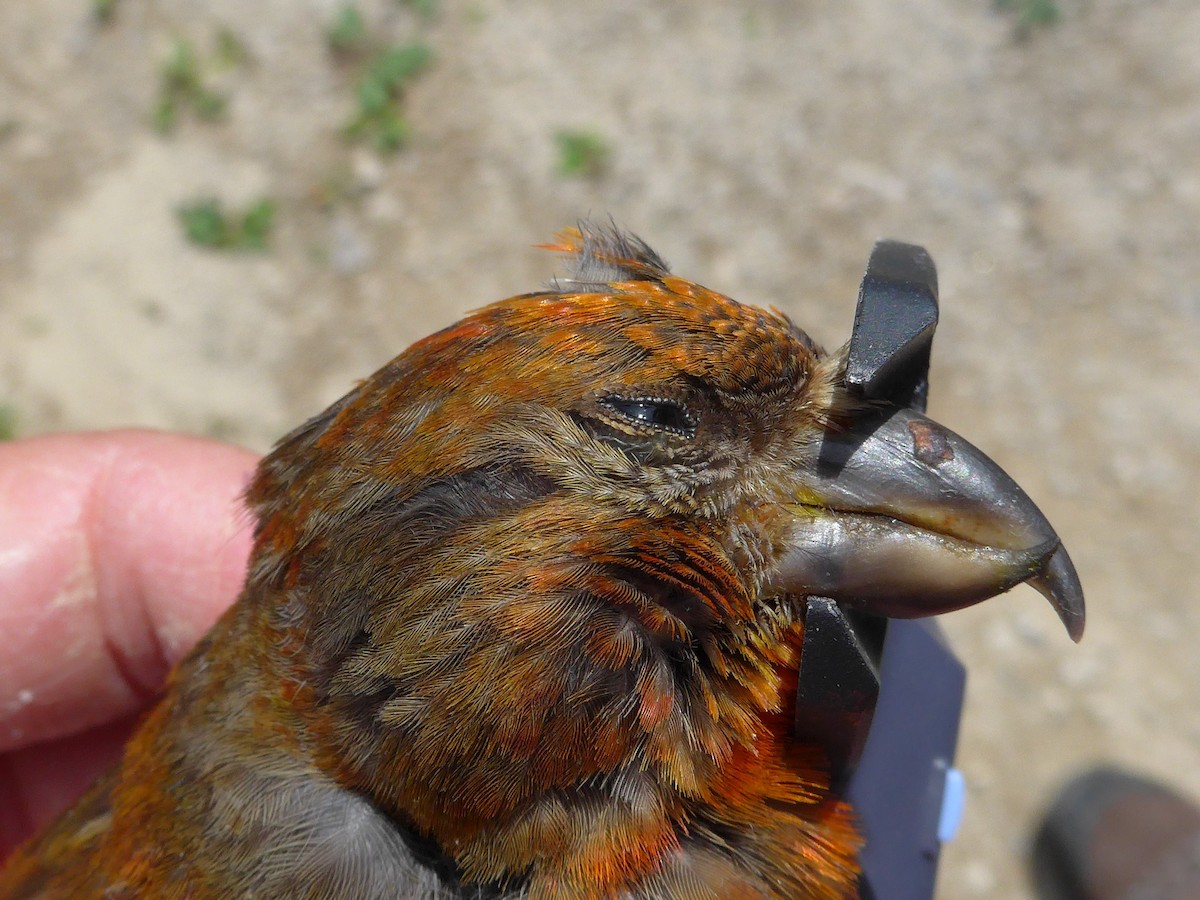 Red Crossbill (Newfoundland or type 8) - ML615496059