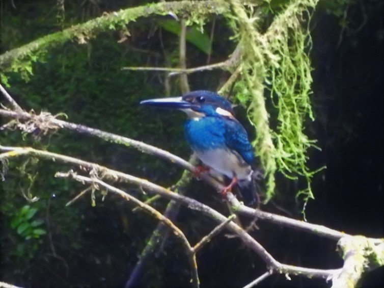 Javan Blue-banded Kingfisher - ML615496167