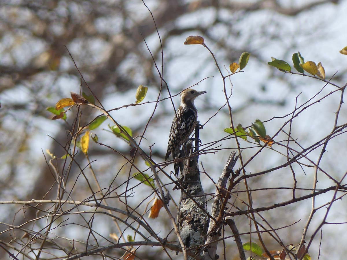 Yellow-crowned Woodpecker - Ann Kovich