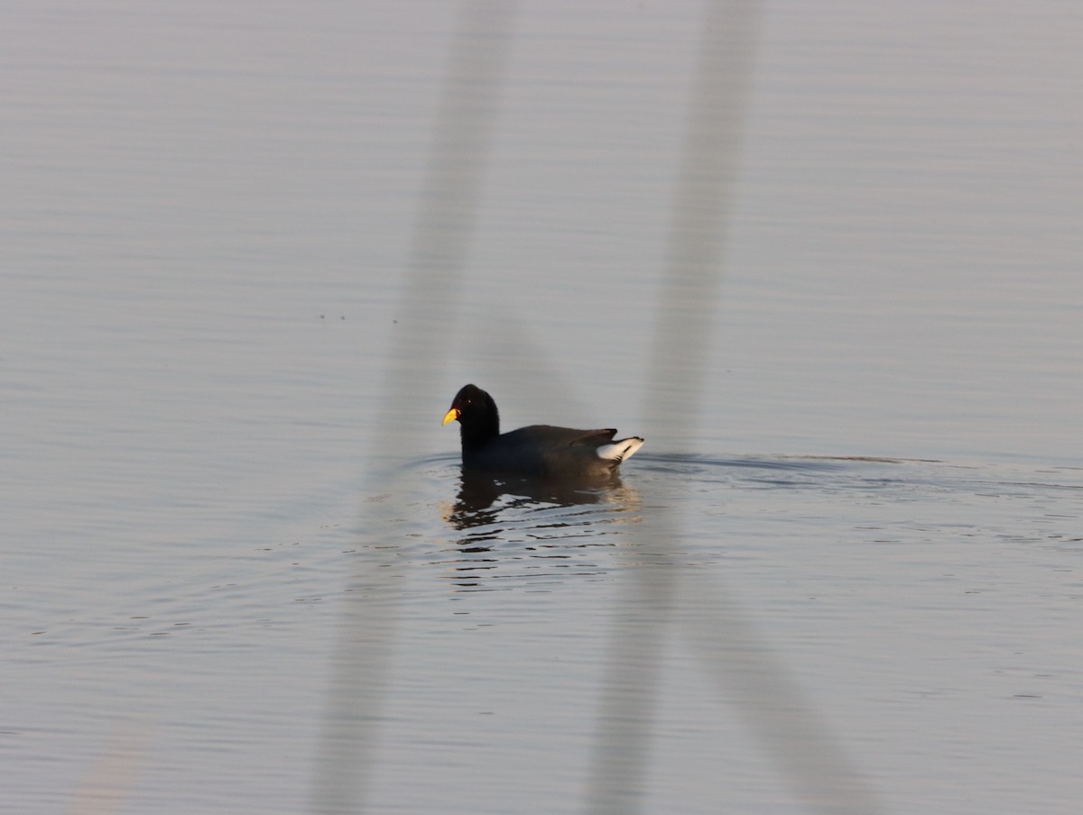 Red-fronted Coot - ML615496426