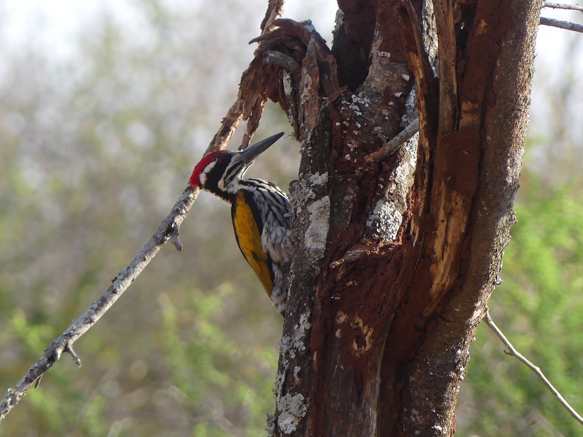 White-naped Woodpecker - Ann Kovich