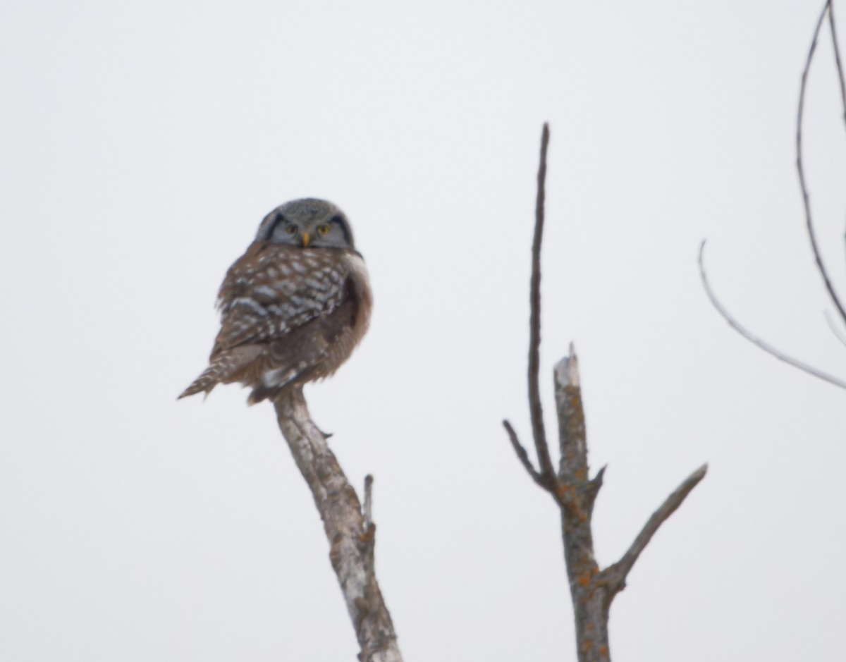 Northern Hawk Owl - ML615496654
