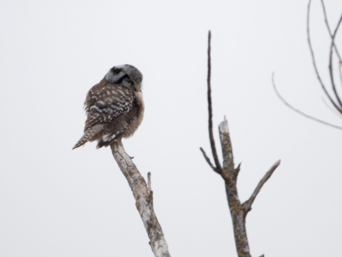 Northern Hawk Owl - ML615496662