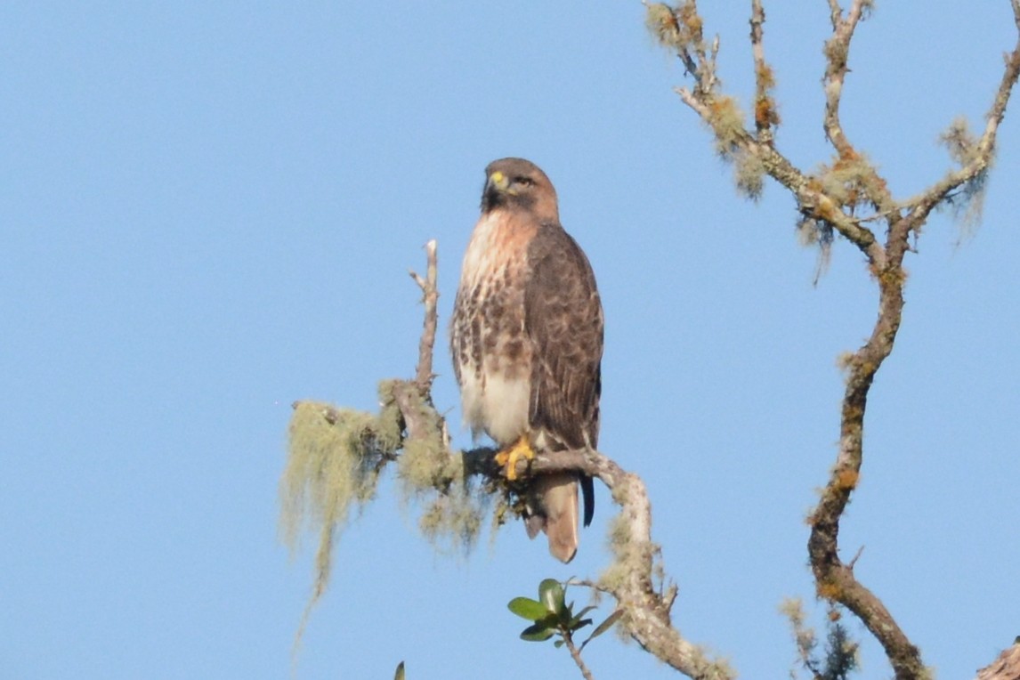 Red-tailed Hawk (jamaicensis) - Cathy Pasterczyk