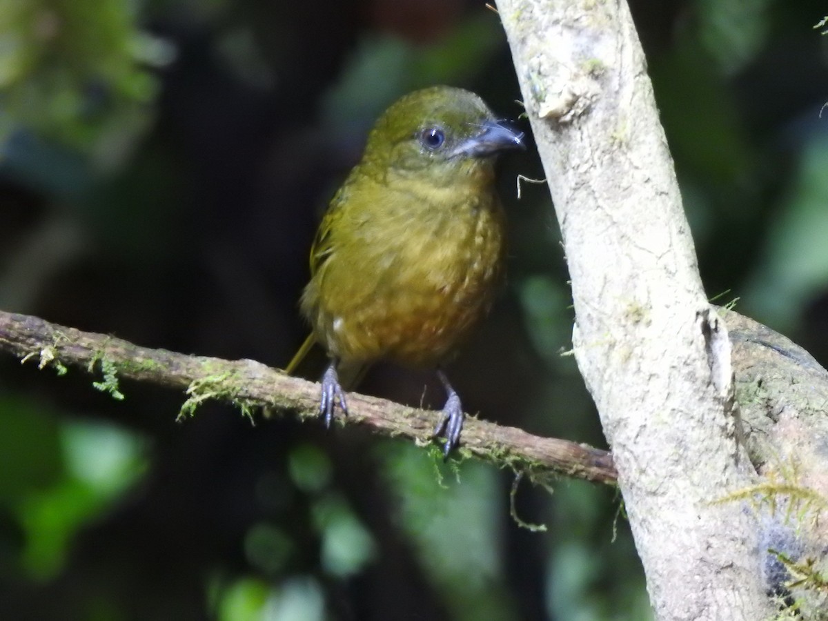Ochre-breasted Tanager - ML615496889