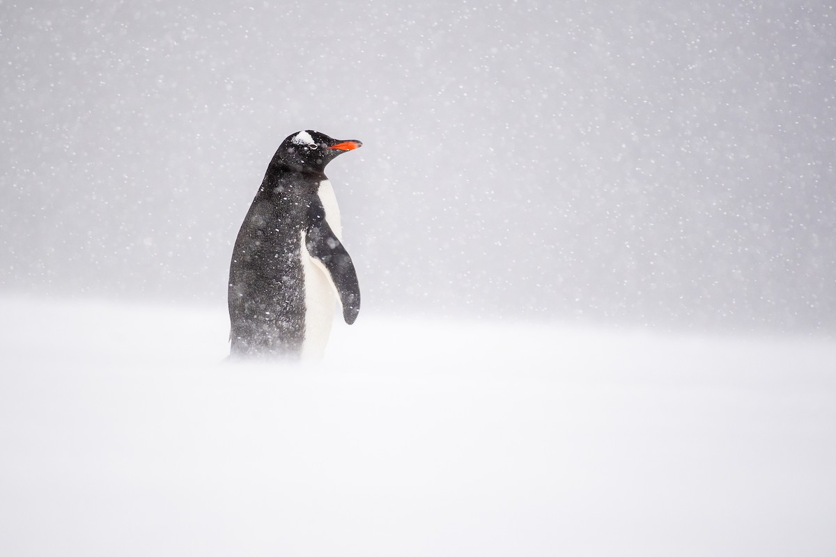 Gentoo Penguin - Niels Geelen