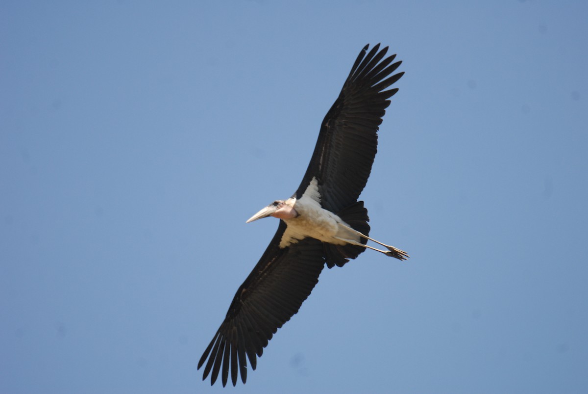 Marabou Stork - ML615497053