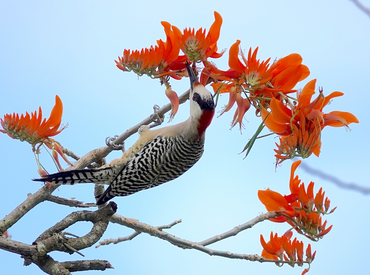 West Indian Woodpecker - ML615497082