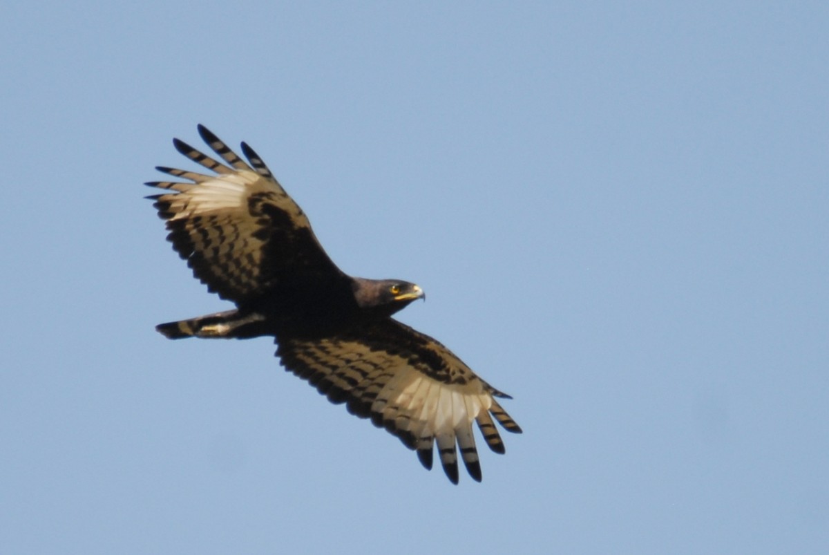 Long-crested Eagle - ML615497084